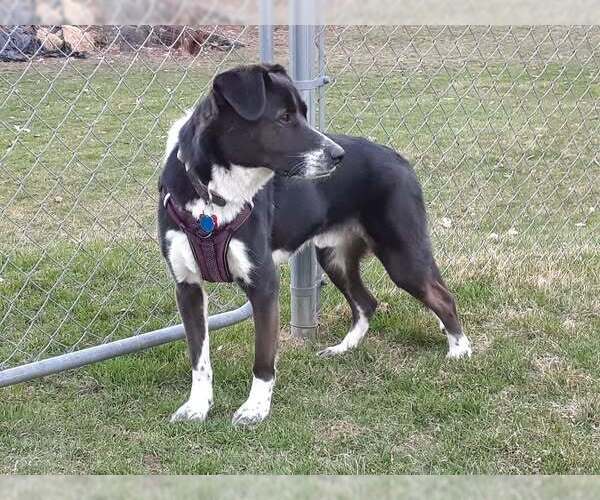 Medium Photo #7 Border Collie-Unknown Mix Puppy For Sale in Highland, IL, USA