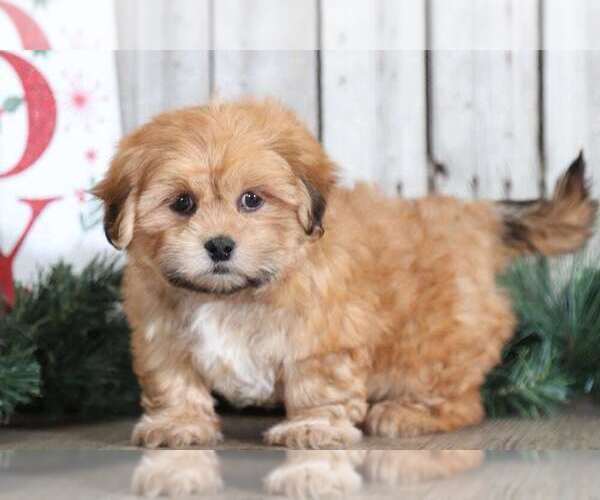 Medium Photo #1 Shih Tzu Puppy For Sale in MOUNT VERNON, OH, USA