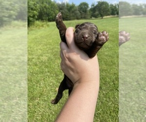 Labrador Retriever Puppy for sale in YANCEYVILLE, NC, USA