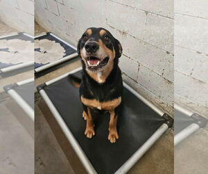 Mutt Dogs for adoption in El Centro, CA, USA