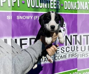 Boxer-Unknown Mix Dogs for adoption in Mooresville, NC, USA
