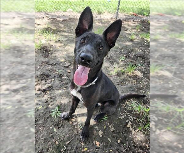 Medium Photo #2 German Shepherd Dog-Unknown Mix Puppy For Sale in Conroe, TX, USA