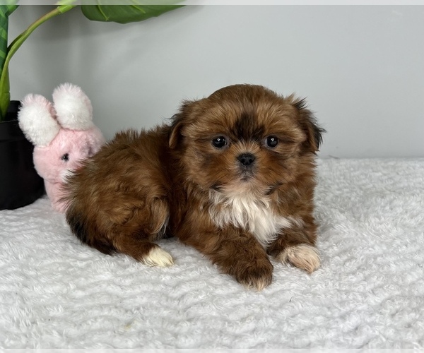 Medium Photo #8 Mal-Shi Puppy For Sale in FRANKLIN, IN, USA