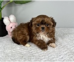 Small Photo #8 Mal-Shi Puppy For Sale in FRANKLIN, IN, USA