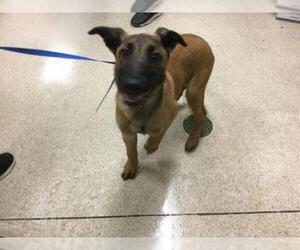 German Shepherd Dog Dogs for adoption in Riverside, CA, USA