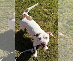 Charlotte - Adopt Me! - Female Bulloxer Dog for Adoption - Photo #24