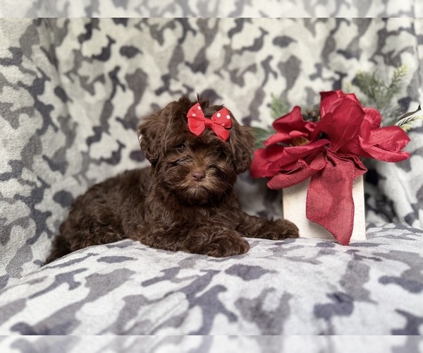 Medium Photo #3 ShihPoo Puppy For Sale in LAKELAND, FL, USA