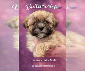 Mal-Shi Puppy for sale in NASHVILLE, TN, USA