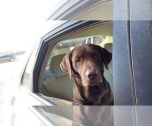 Father of the Labrador Retriever puppies born on 06/02/2023