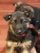 Small Photo #8 German Shepherd Dog Puppy For Sale in SPOKANE, WA, USA