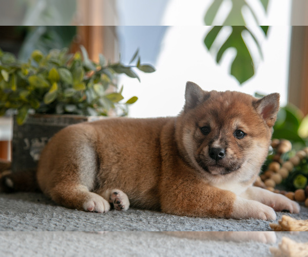 Medium Photo #2 Shiba Inu Puppy For Sale in SHILOH, OH, USA