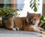 Small Photo #9 Shiba Inu Puppy For Sale in SHILOH, OH, USA