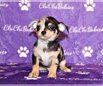 Small Photo #48 Chihuahua Puppy For Sale in CHARLESTON, AR, USA