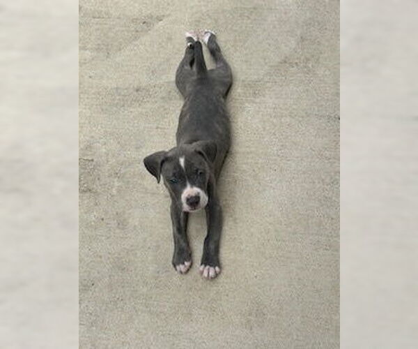 Medium Photo #2 American Staffordshire Terrier-Unknown Mix Puppy For Sale in Nassau bay, TX, USA