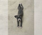 Small #1 American Staffordshire Terrier Mix