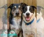 Small Border Collie Mix