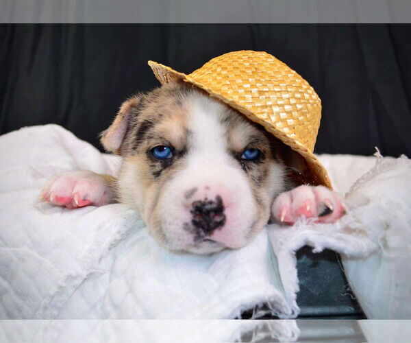 Medium Photo #3 Siberian Husky-Unknown Mix Puppy For Sale in Gretna, NE, USA