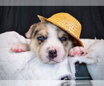 Small #2 Siberian Husky Mix