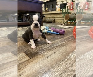 Boston Terrier Puppy for sale in FREDONIA, KS, USA