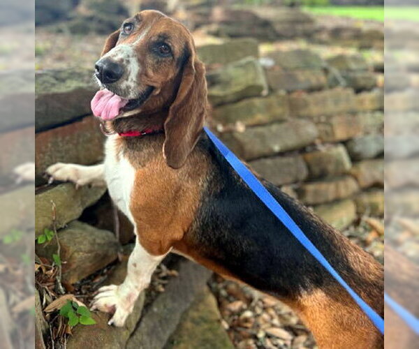 Medium Photo #3 Basset Hound Puppy For Sale in Deepwater, NJ, USA