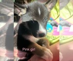 Puppy Pink girl German Shepherd Dog-Siberian Husky Mix