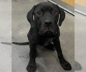 Mutt Dogs for adoption in Forestville, MD, USA