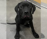 Small Mutt