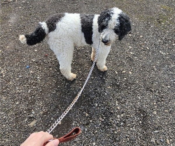Medium Photo #1 Saint Berdoodle Puppy For Sale in BRUSH PRAIRIE, WA, USA