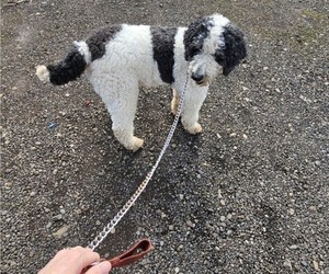 Father of the Saint Berdoodle puppies born on 05/16/2025