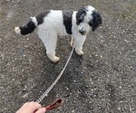 Small Photo #1 Saint Berdoodle Puppy For Sale in BRUSH PRAIRIE, WA, USA