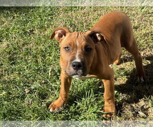 Mutt Dogs for adoption in Fenton, MO, USA