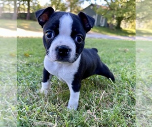 Boston Terrier Puppy for sale in GARFIELD, AR, USA