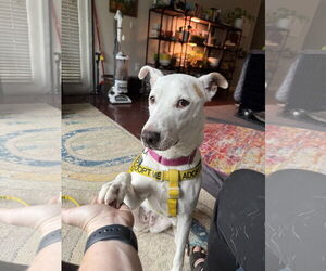 Mutt Dogs for adoption in Decatur, GA, USA