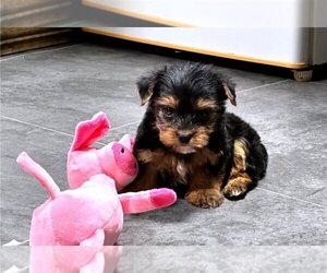 Yorkshire Terrier Puppy for sale in ORLANDO, FL, USA