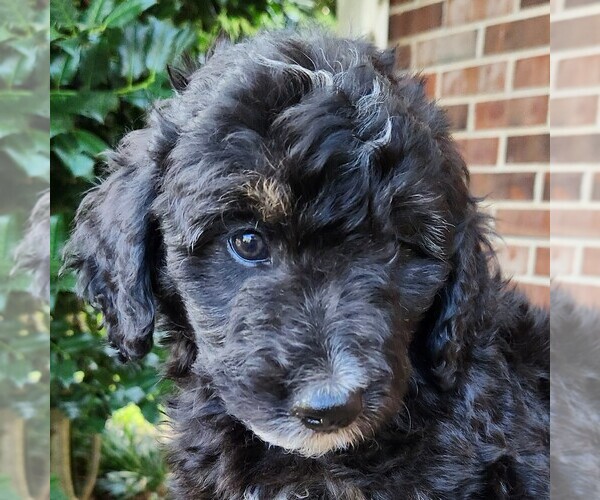 Medium Photo #3 F2 Aussiedoodle Puppy For Sale in COLUMBIA, TN, USA