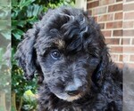 Small #2 F2 Aussiedoodle