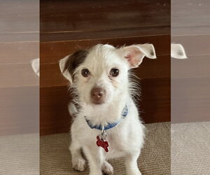 Mutt Dogs for adoption in San Diego, CA, USA