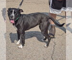 Small #2 American Bulldog-American Staffordshire Terrier Mix