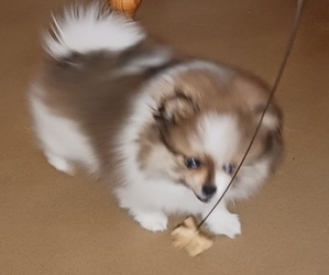 Pomeranian Puppy for sale in ELIZABETH, CO, USA