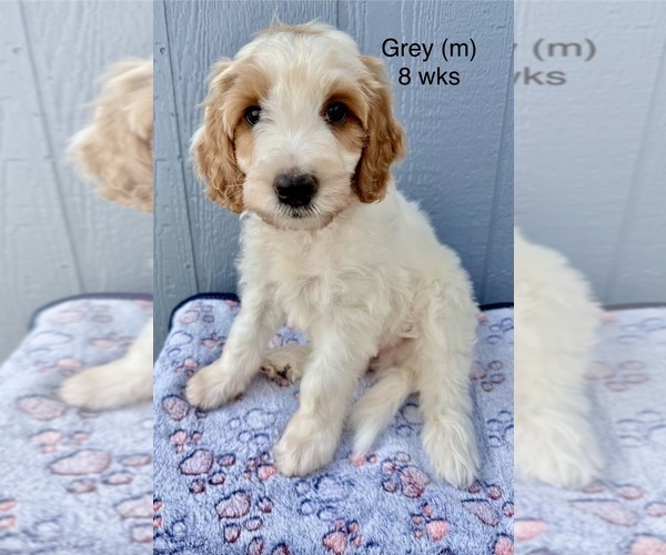 Medium Photo #31 Goldendoodle (Miniature) Puppy For Sale in ELBERT, CO, USA