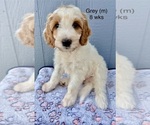 Small #30 Goldendoodle (Miniature)