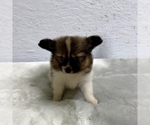 Papillon Puppy for sale in BELTON, MO, USA