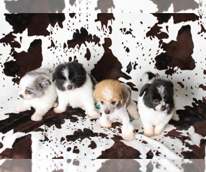 Chinaranian Puppy for sale in LIVE OAK, FL, USA