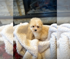 Maltipoo Puppy for sale in CROSSVILLE, TN, USA