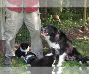 Mother of the Border Collie puppies born on 05/10/2025