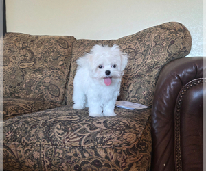 Maltese Puppy for sale in SANTA CLARITA, CA, USA