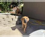 Puppy Yellow girl Great Dane