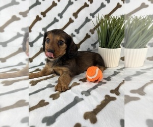 Dachshund Puppy for sale in INDIANAPOLIS, IN, USA