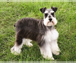 Mother of the Schnauzer (Miniature) puppies born on 07/29/2026