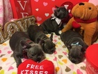 Small Photo #14 French Bulldog Puppy For Sale in OCEANSIDE, CA, USA